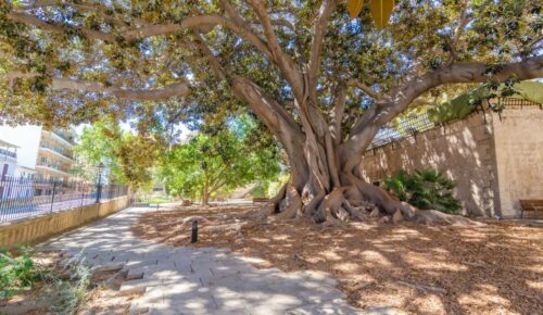 Neighbourhood In Three Bedroom Apartment In Palma Centre Next To Ramblas